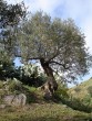 Ulivo secolare Ulivo secolare